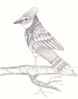 Gentleman Bluejay